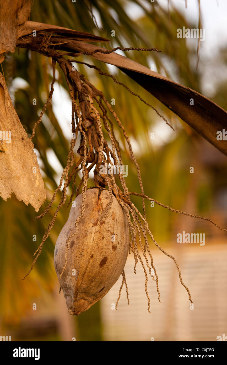 Coconut palm tree, Hawaii Stock Photo Alamy