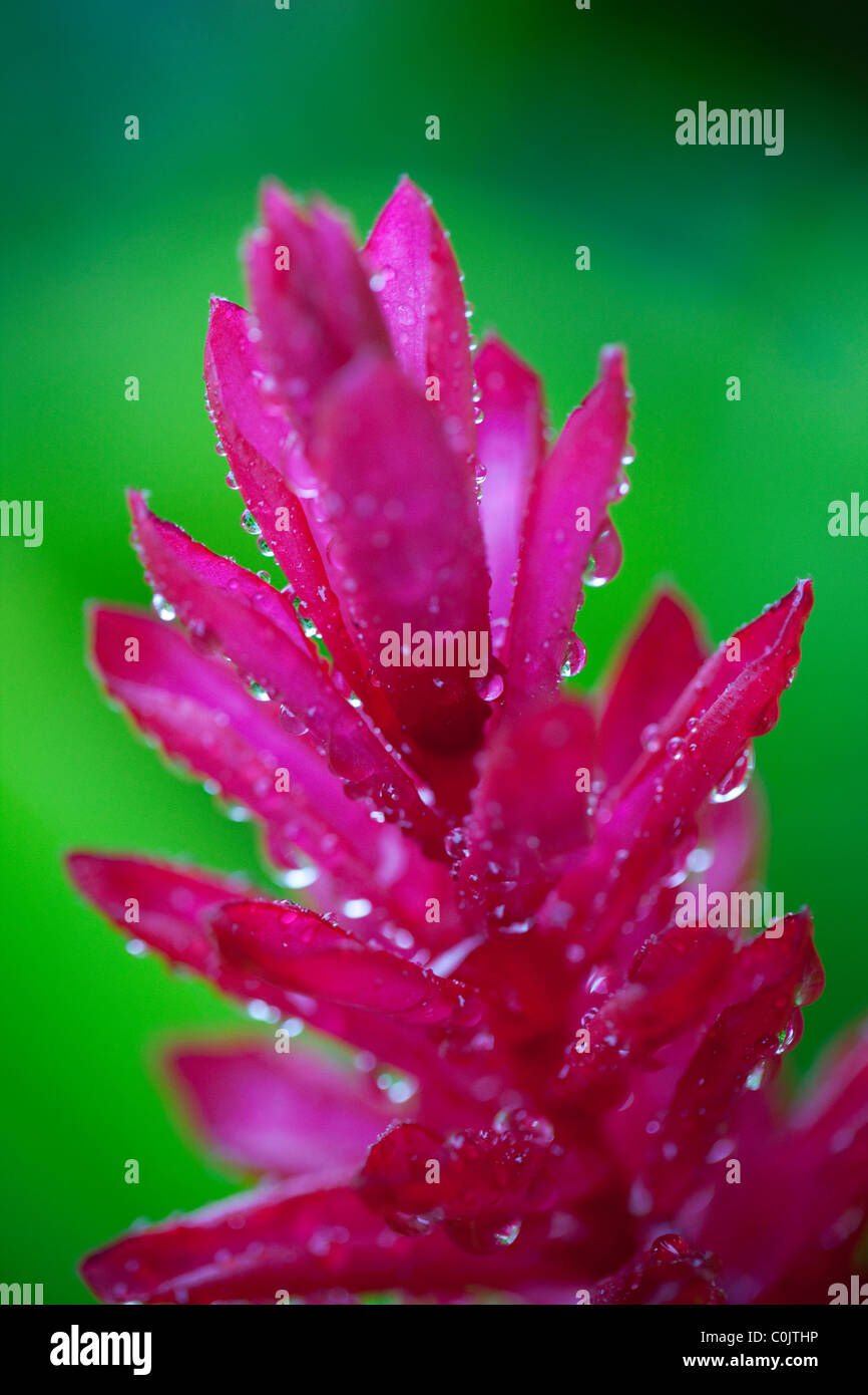 Red Ginger, Hawaii Stock Photo - Alamy