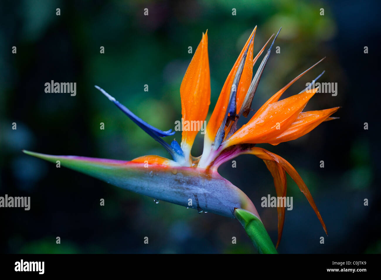 Bird of paradise hi-res stock photography and images - Alamy