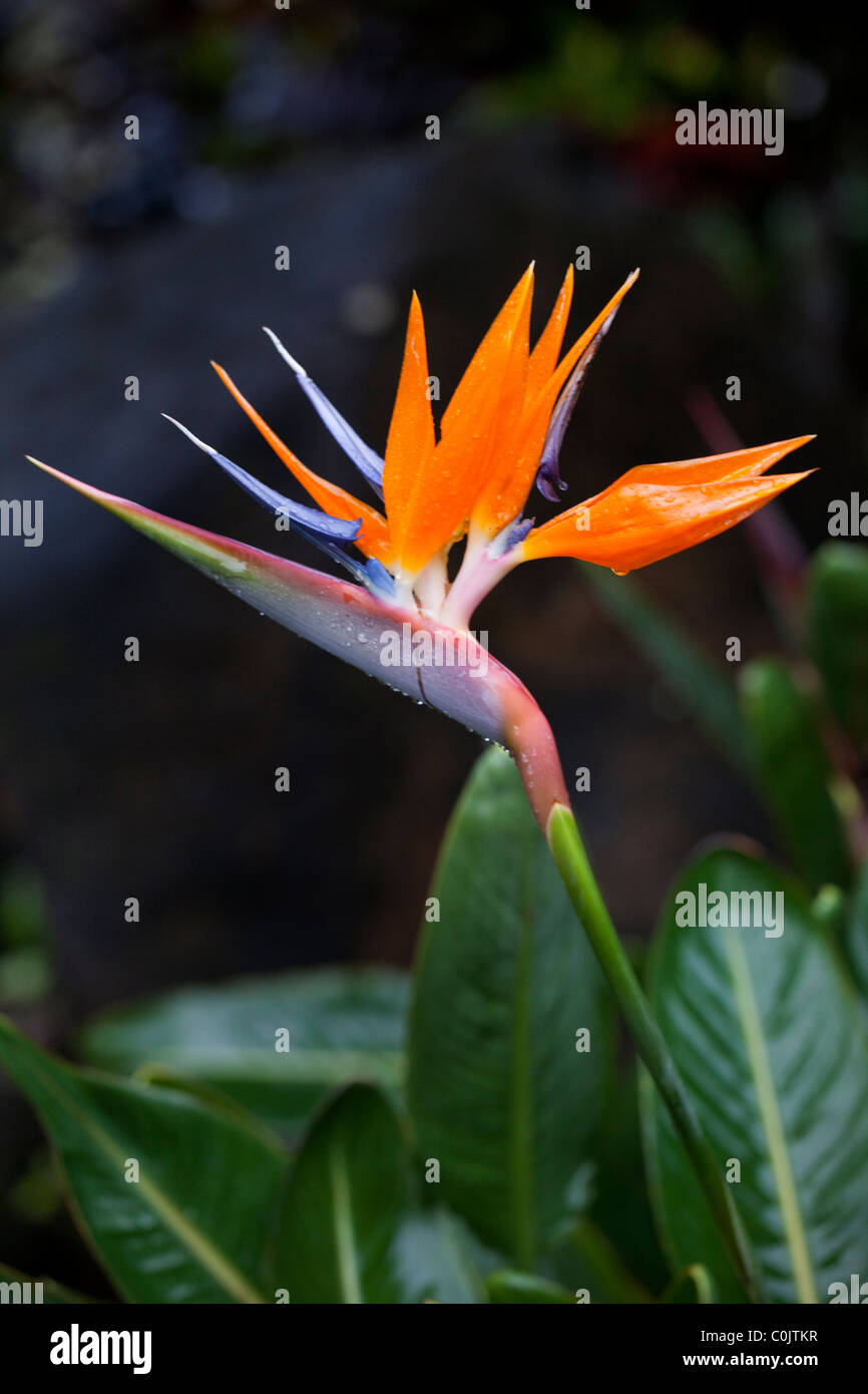Bird Of Paradise, Hawaii Stock Photo