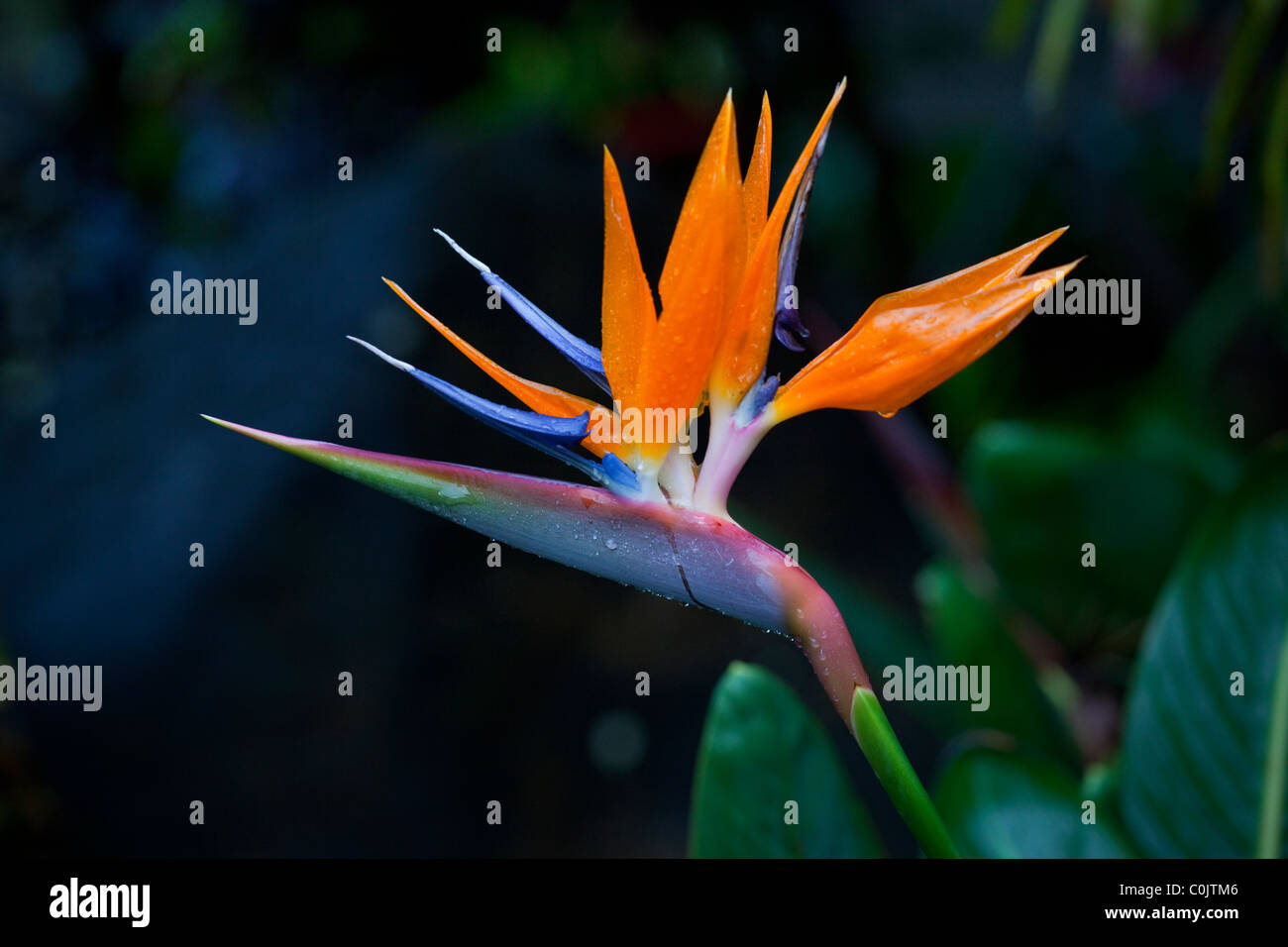 Bird Of Paradise, Hawaii Stock Photo