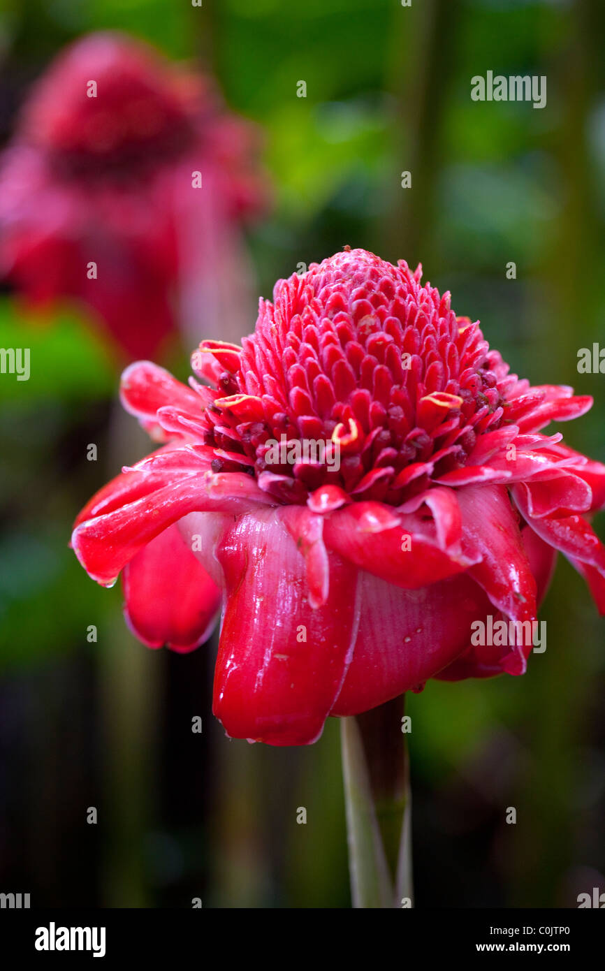 Torch Ginger, Hawaii Stock Photo Alamy