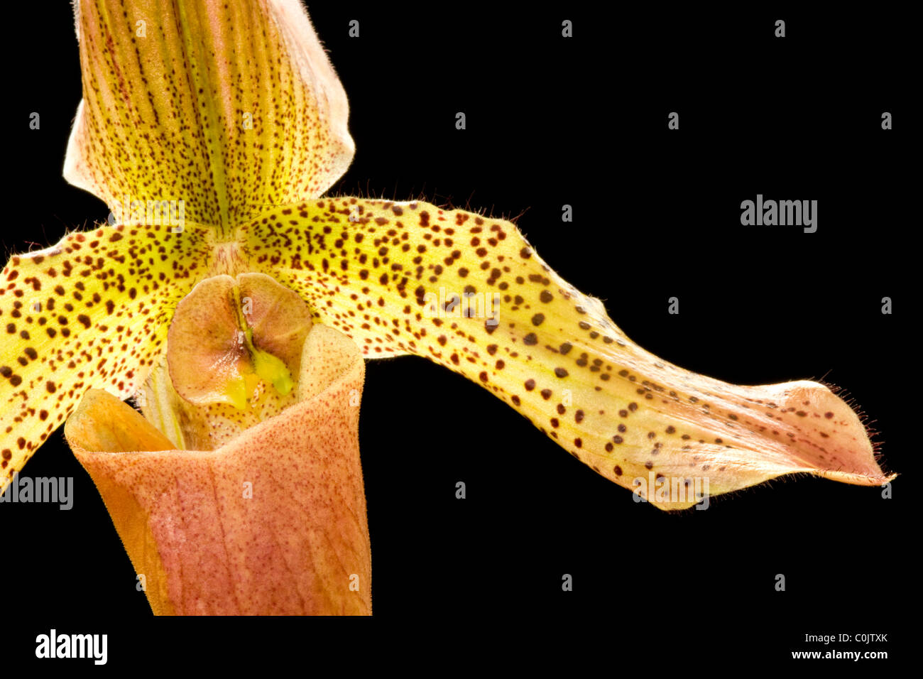 closeup of Paphiopedilum hybrid slipper orchid Stock Photo