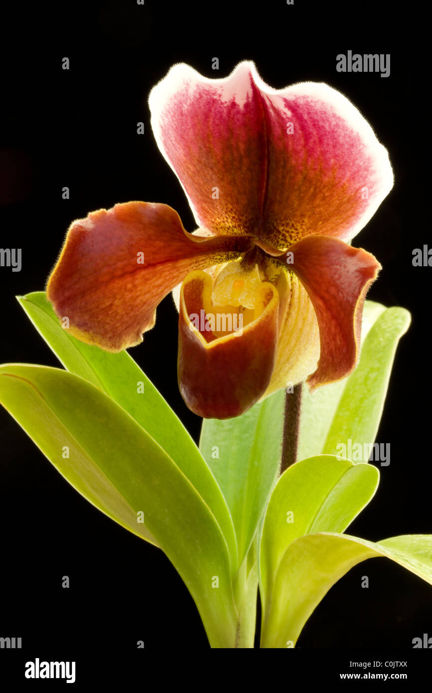 Slipper orchid on black background Stock Photo