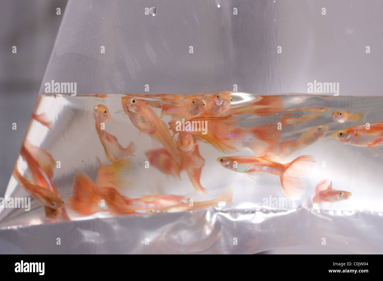 Young guppy fish (Poecilia reticulata) inside a plastic bag Stock Photo