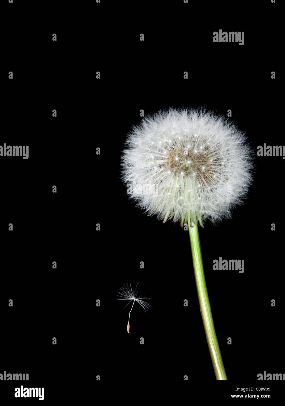 Dandelion with one seed falling on black background Stock Photo