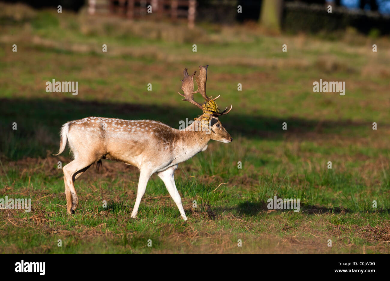 Deer Dama dama, Bradgate Park, public park in Charnwood Forest, Newton Linford, Leicestershire, UK, Europe Stock Photo