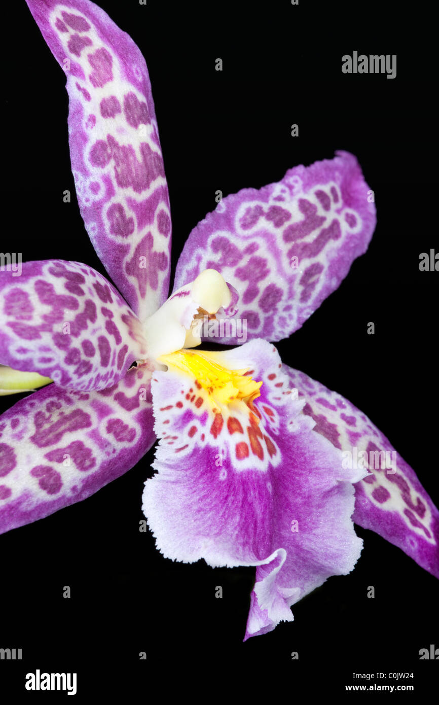 closeup of Odontoglossum, Oncidium hybrid orchid Stock Photo