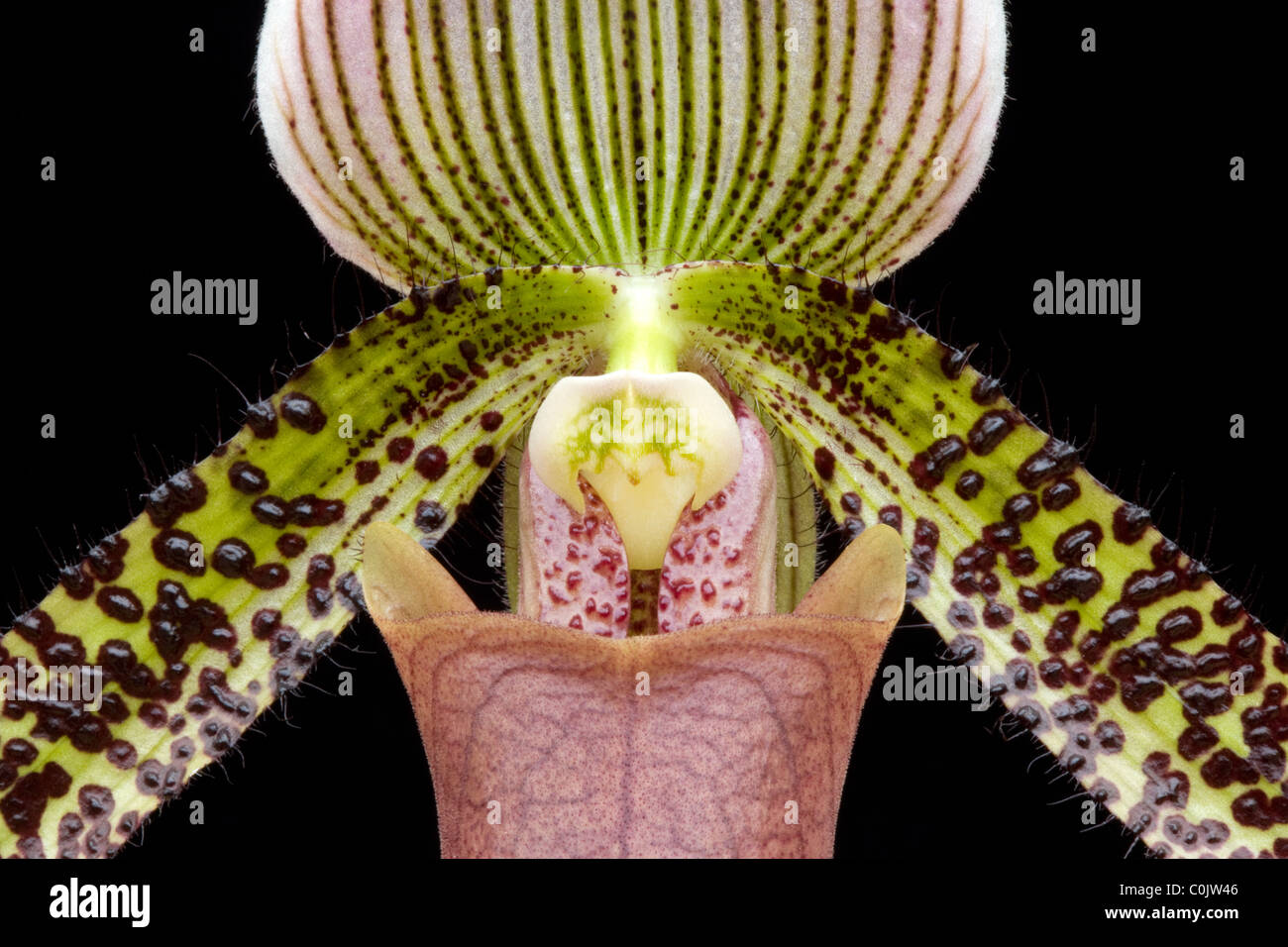 closeup of lady slipper orchid against black background Stock Photo
