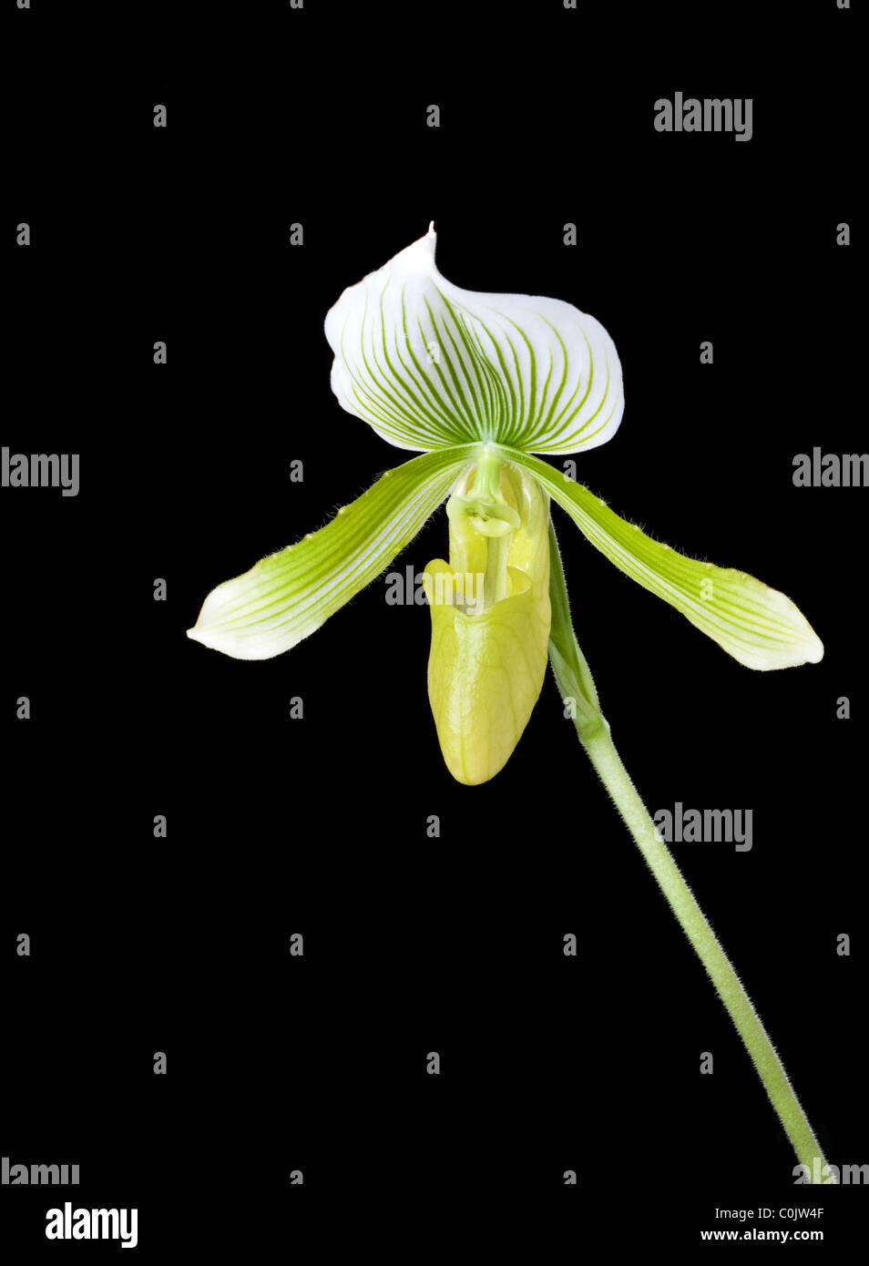 lady slipper orchid hybrid Stock Photo