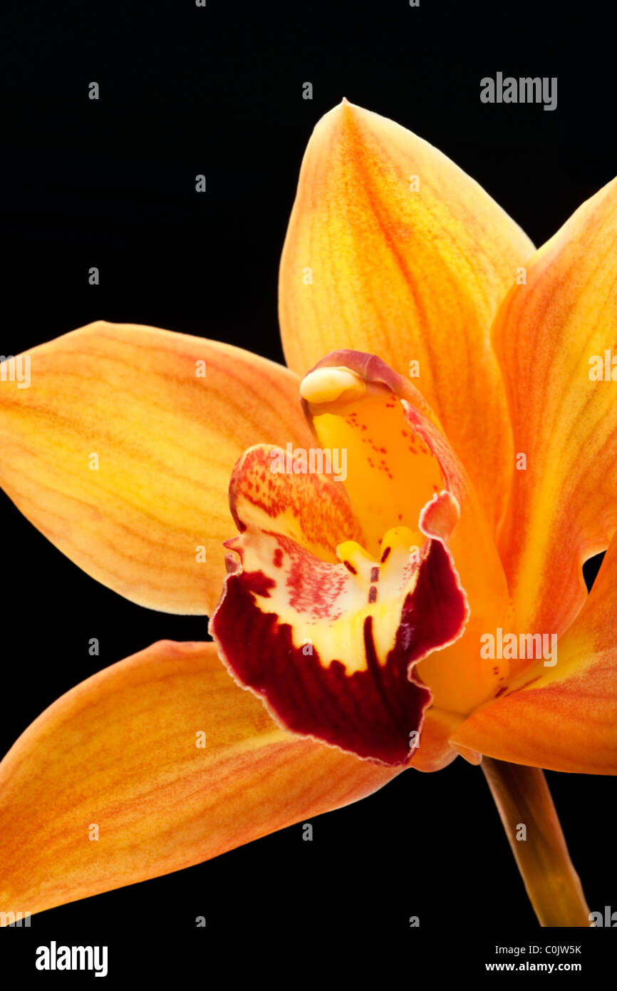 Cymbidium orchid, Mighty Sunset 'Tangerine' Stock Photo