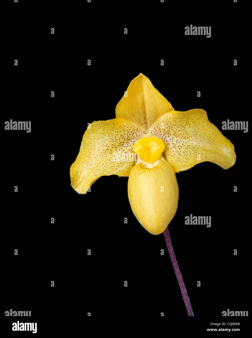 Slipper orchid against black background Stock Photo
