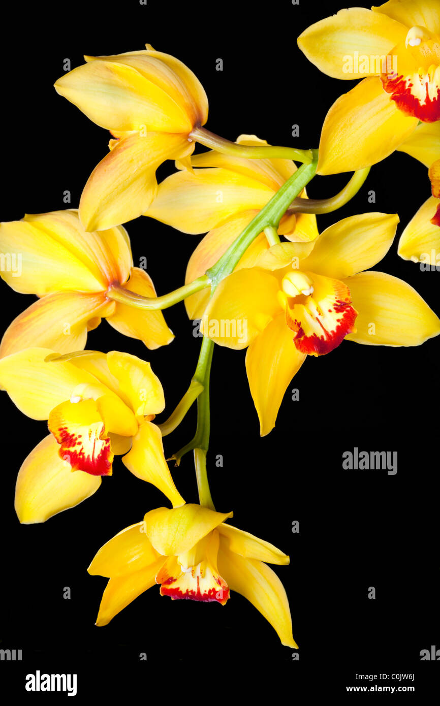 Cymbidium orchids against black background Stock Photo