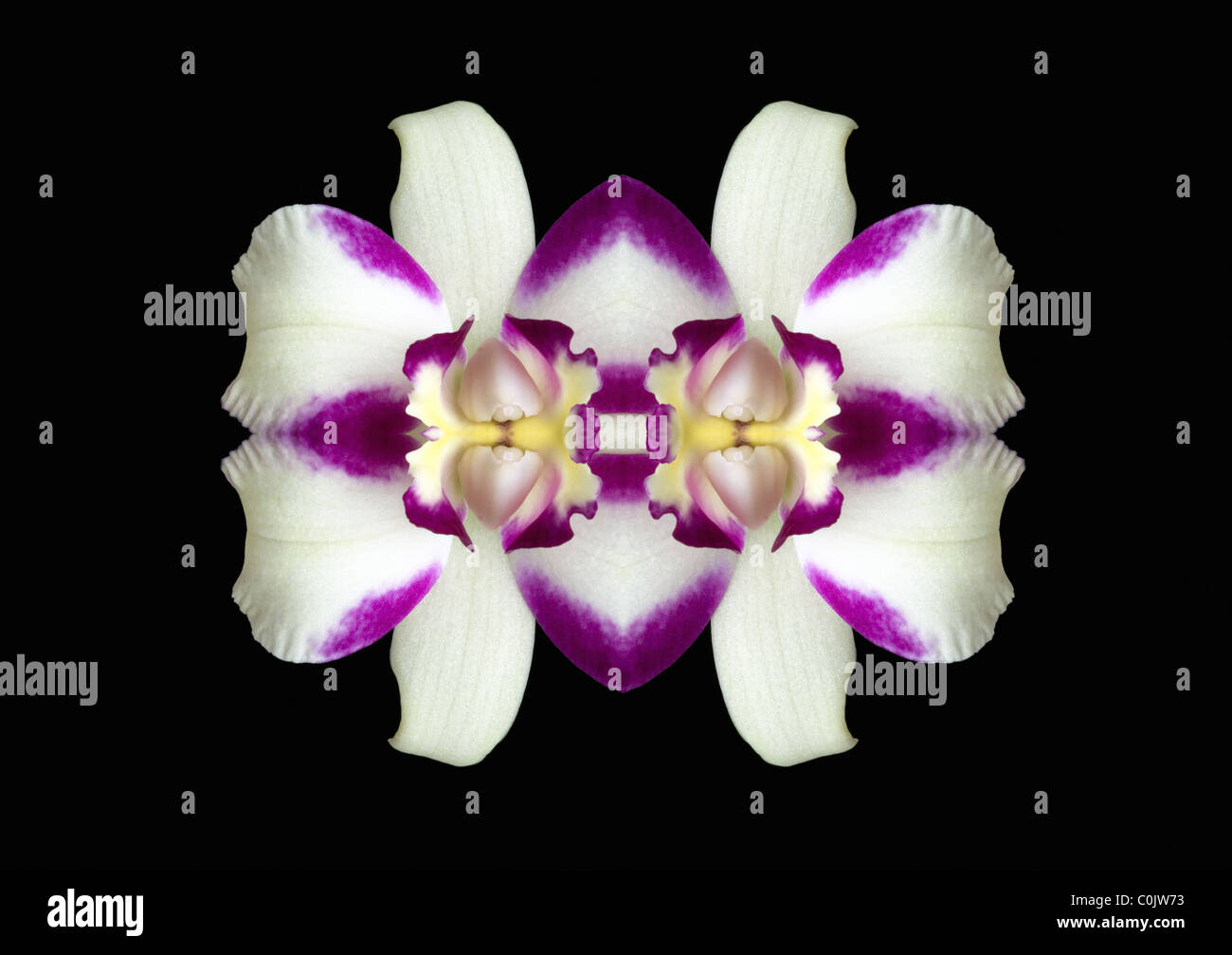 White And Purple Cattleya Orchid Head On Black Background Stock Photo Alamy