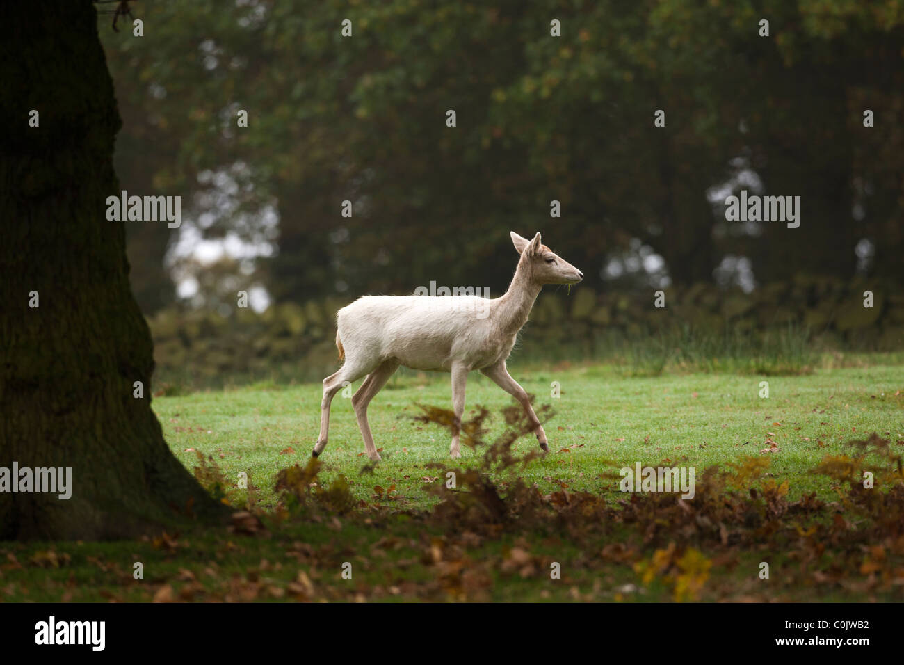 Bradgate Park, public park in Charnwood Forest, Newton Linford, Leicestershire, UK, Europe Stock Photo