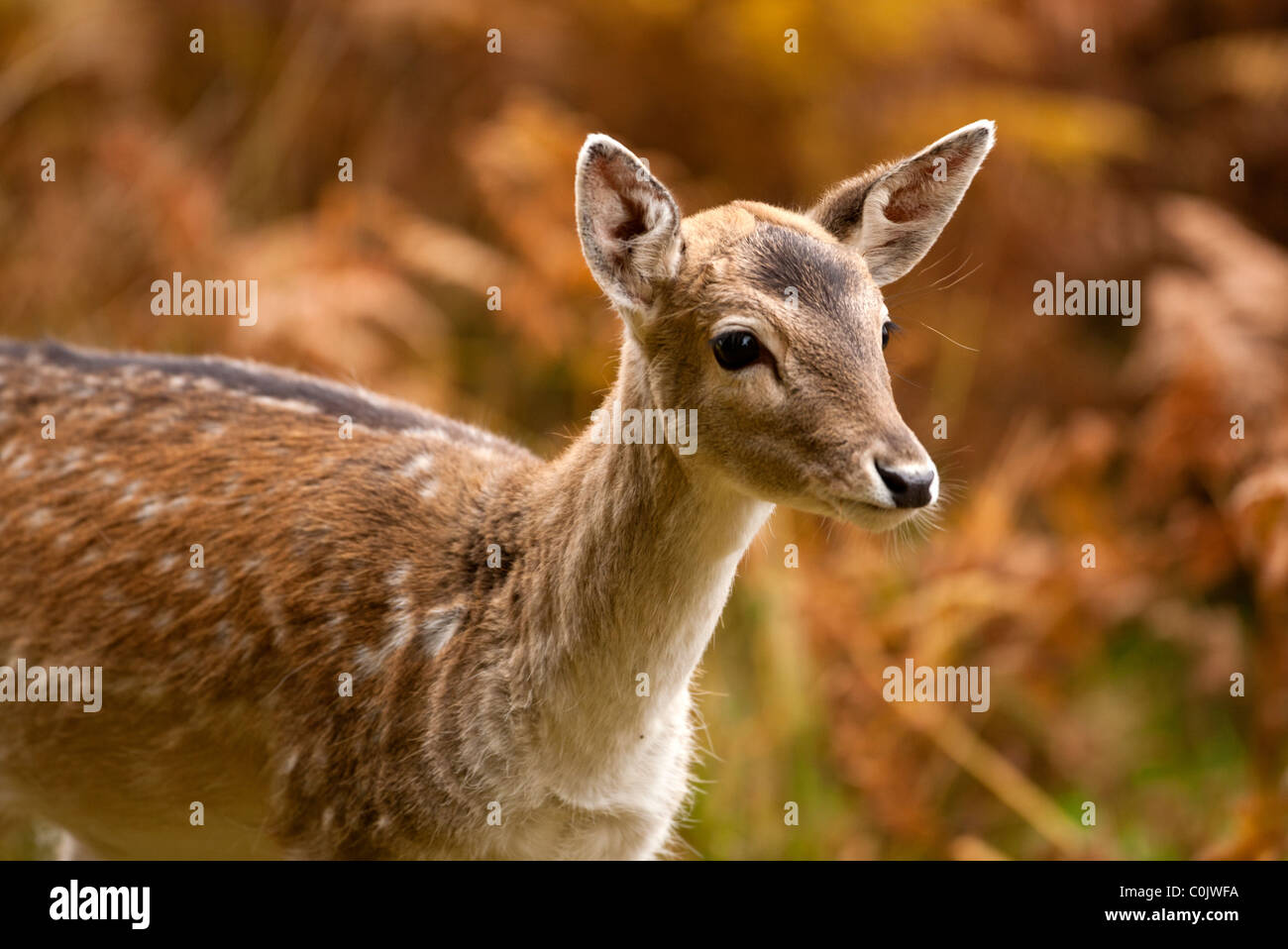 Bradgate Park, public park in Charnwood Forest, Newton Linford, Leicestershire, UK, Europe Stock Photo