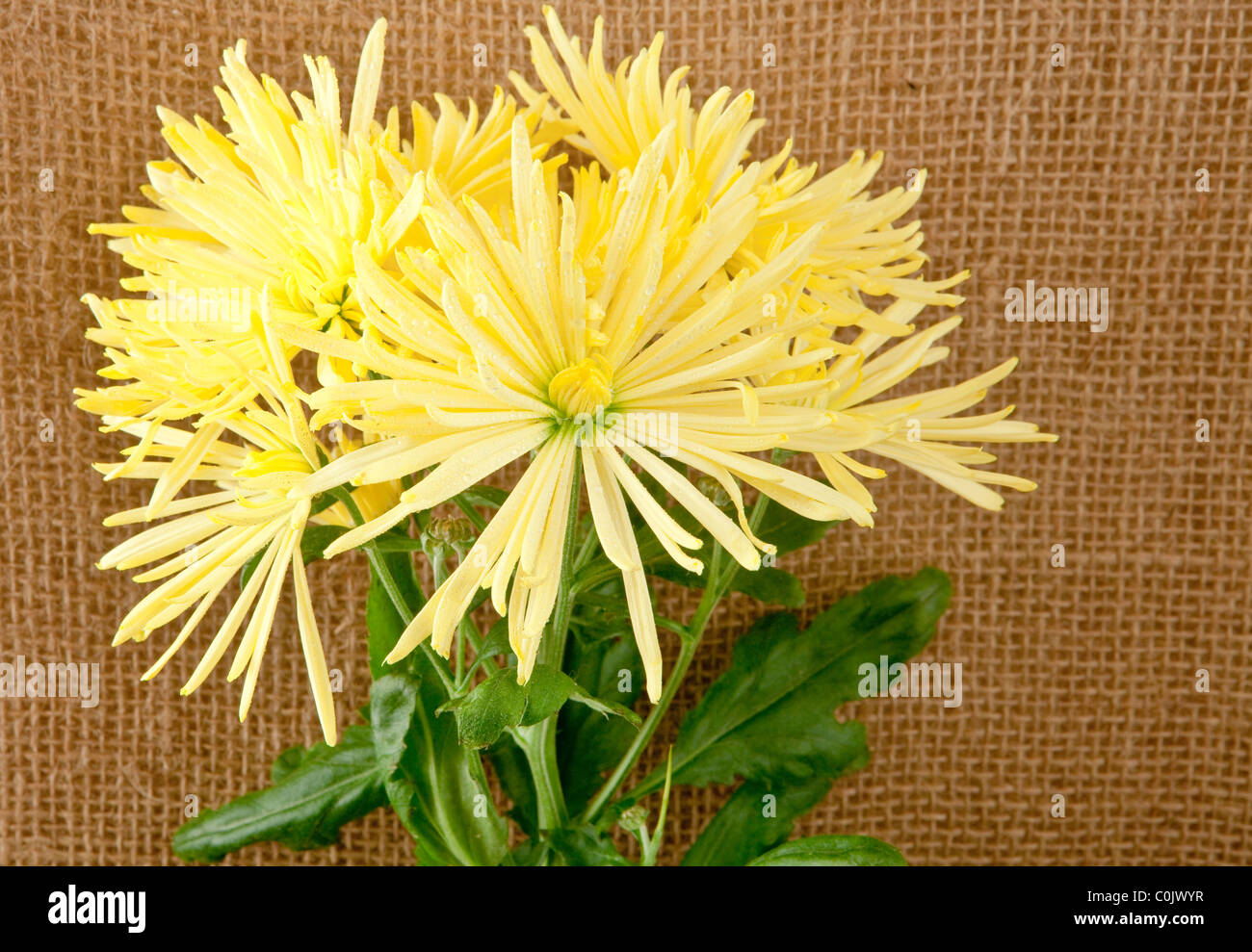 Bunch of chrysanthemums Stock Photo Alamy