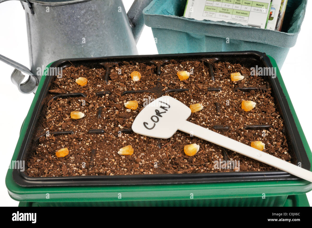 Planting corn seeds in seed tray on white background with other seed  envelopes and watering can Stock Photo - Alamy