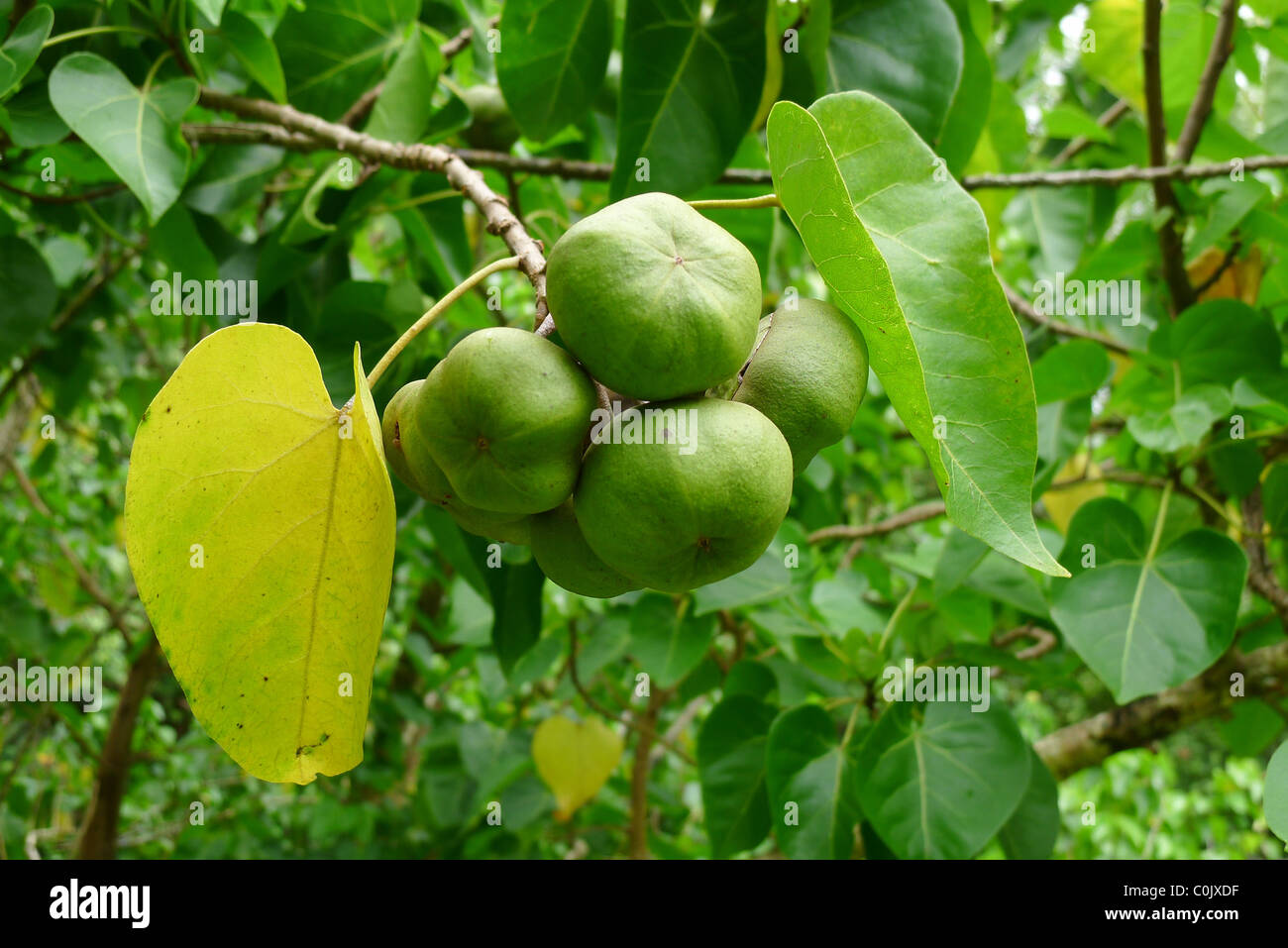 Milo tree, Lyon Arboretum, Manoa Valley, Honolulu, Hawaii Stock Photo