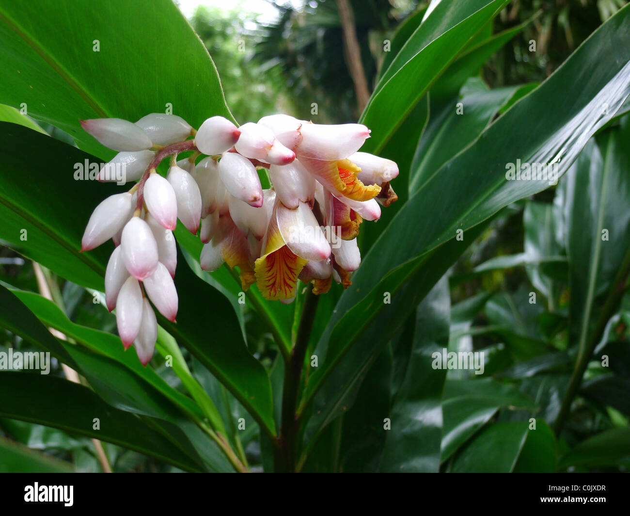 Shell ginger, Lyon Arboretum, Manoa Vally, Honolulu, Hawaii Stock Photo