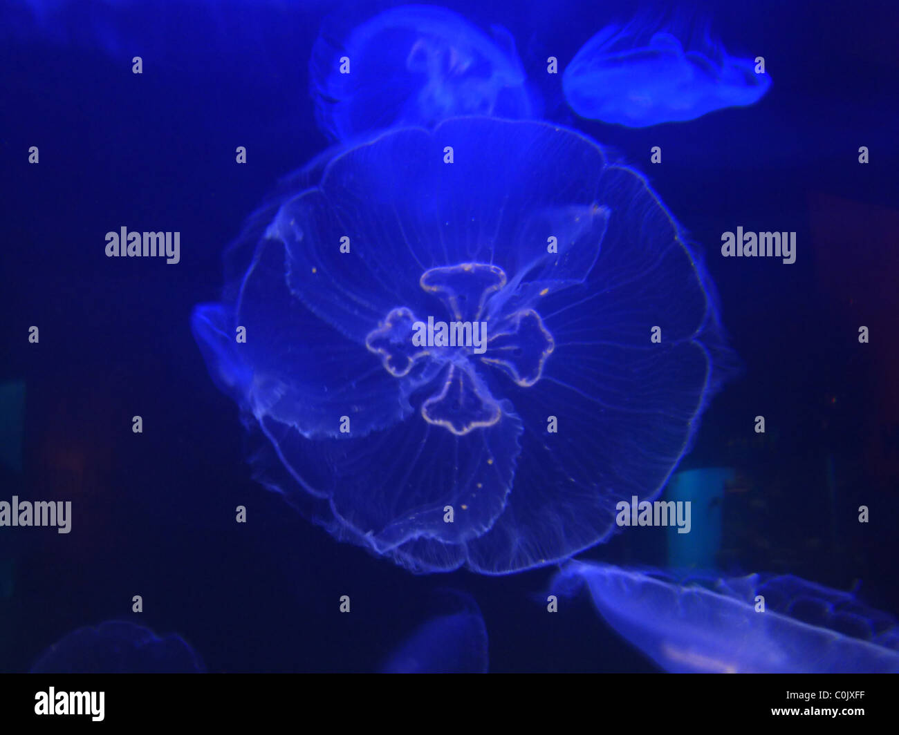 Waikiki Aquarium, Honolulu, Oahu, Hawaii Stock Photo Alamy