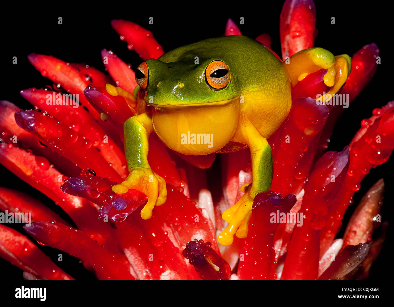 Frog on Bromeliad Stock Photo