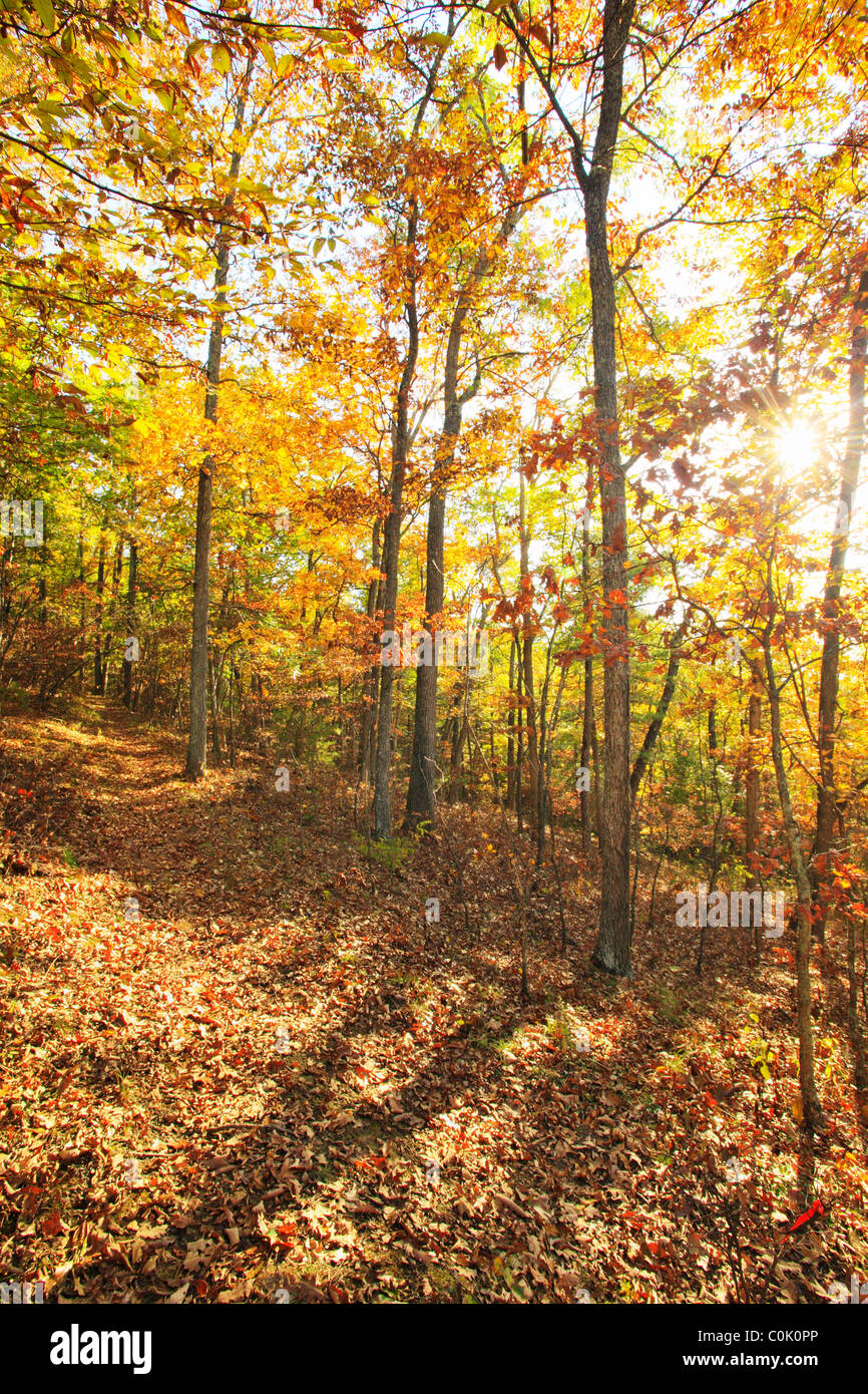 Shenandoah Mountain Trail, West Augusta, Virginia, USA Stock Photo Alamy