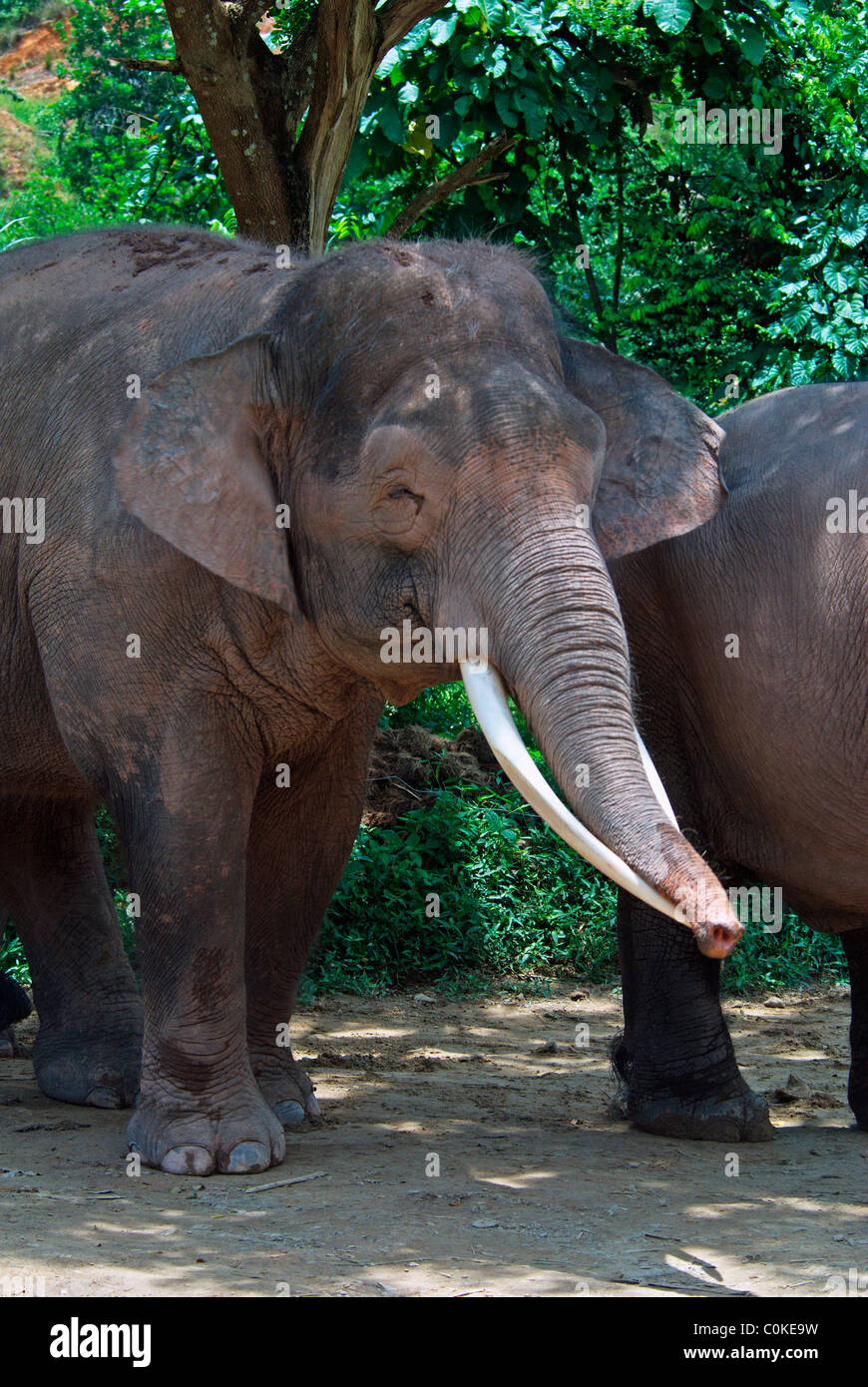 Borneo pygmy elephant asleep,Sabah,Malaysia Stock Photo Alamy