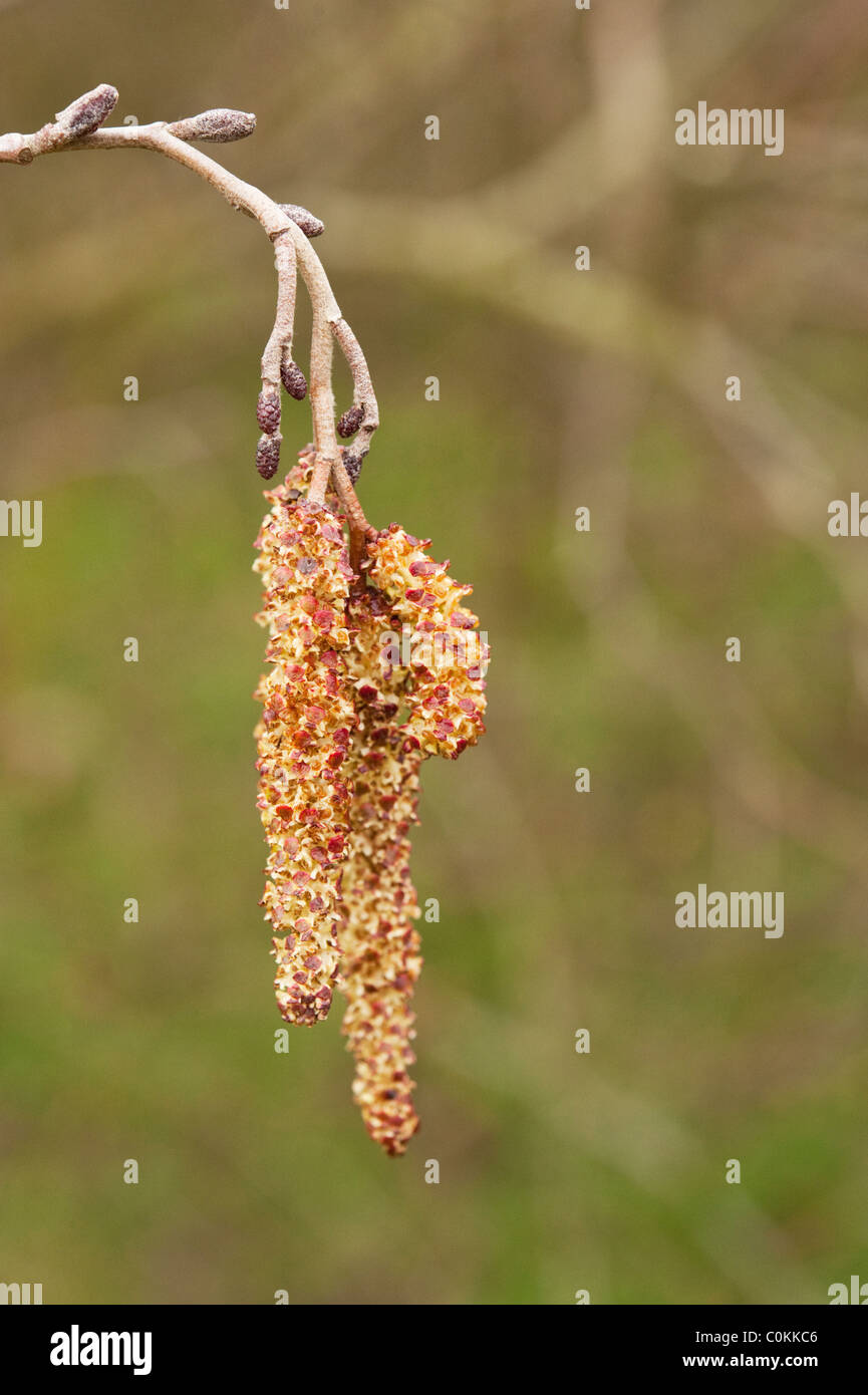 Grey or speckled alder (Alnus incana) catkins emerge in early spring. Stock Photo