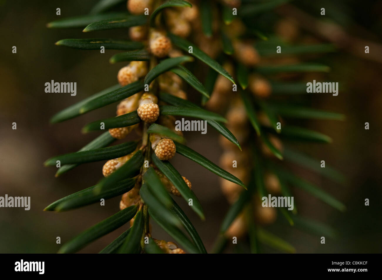 Detail of a flowering yew tree (Taxus baccata) in late winter or early spring in Oxfordshire. Stock Photo