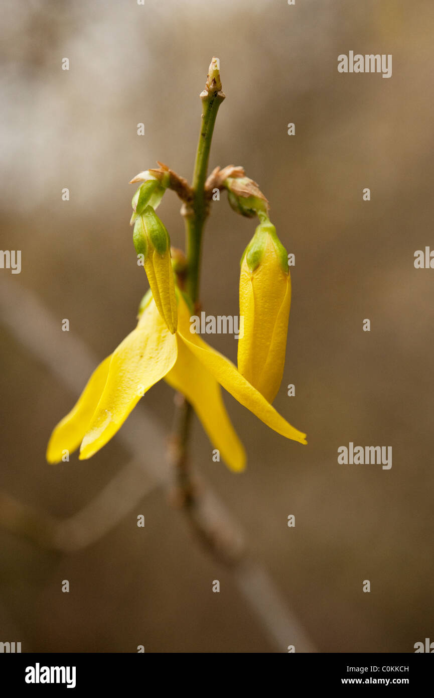 Detail of an early forsythia flower blooming early in February in Oxfordshire. Stock Photo