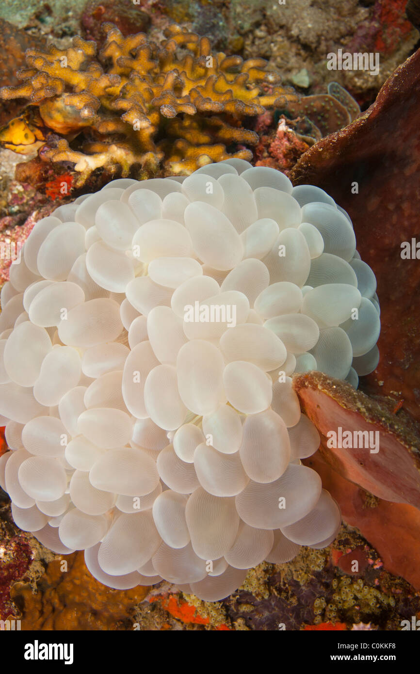 Ocean underwater fish eggs hi-res stock photography and images - Alamy
