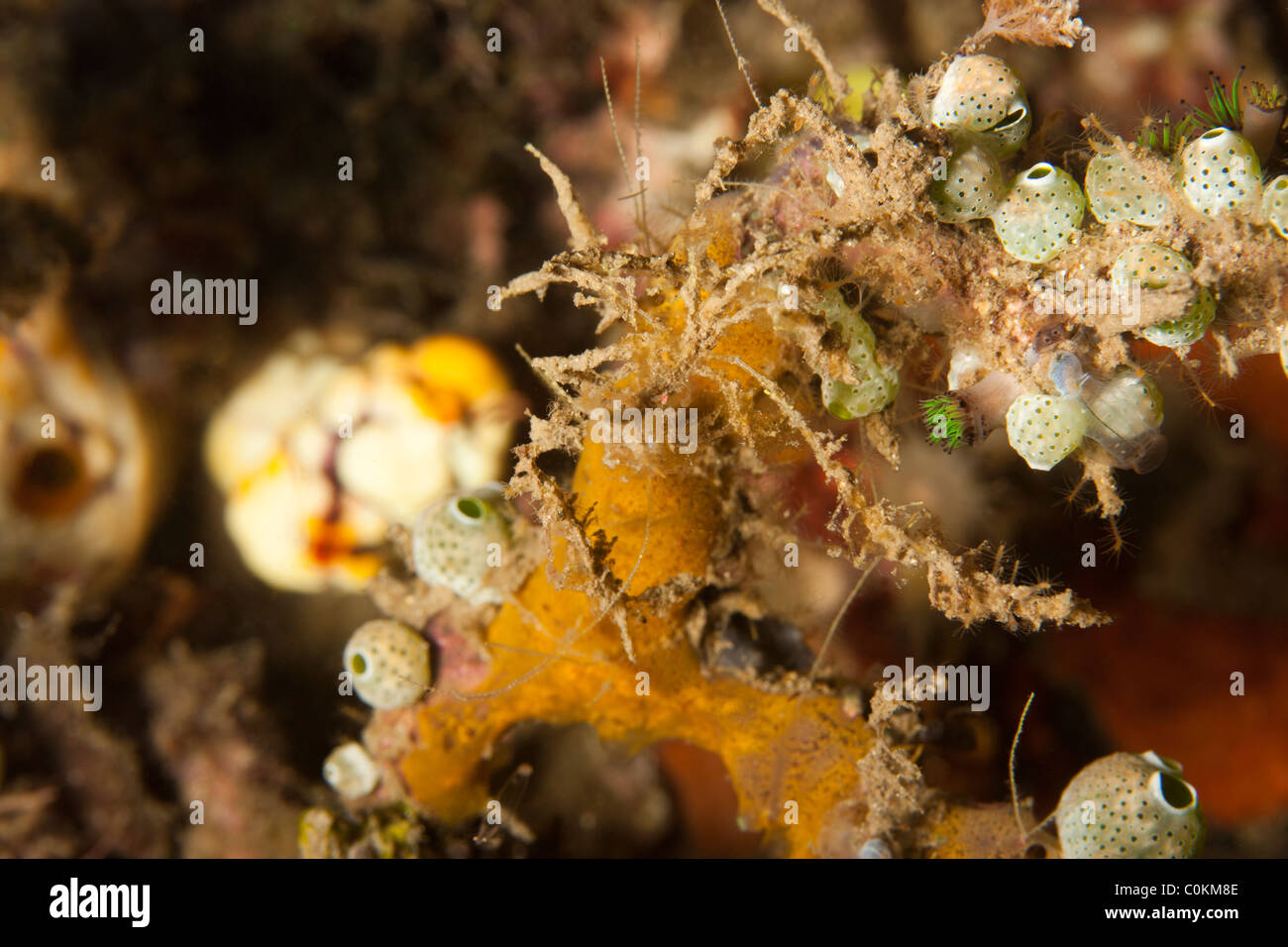 A very well camouflaged Arrow Crab (Hyastenus bispinosus), on a tropical coral reef i Stock Photo