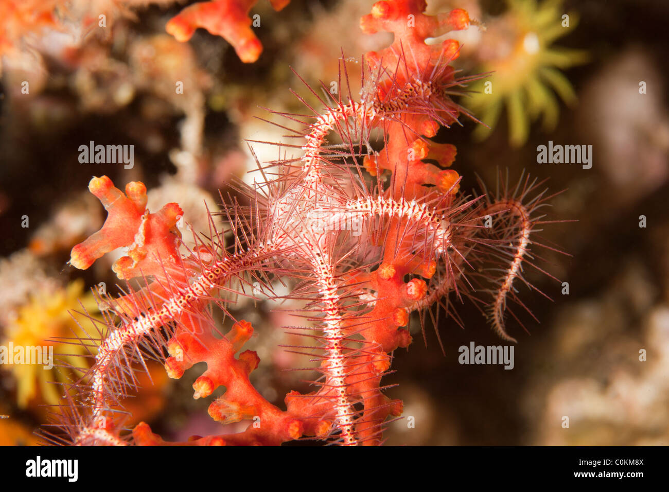 A beautiful red and white Brittle Star (Ophiothrix sp.) wraped around coral on a a tropical reef Stock Photo