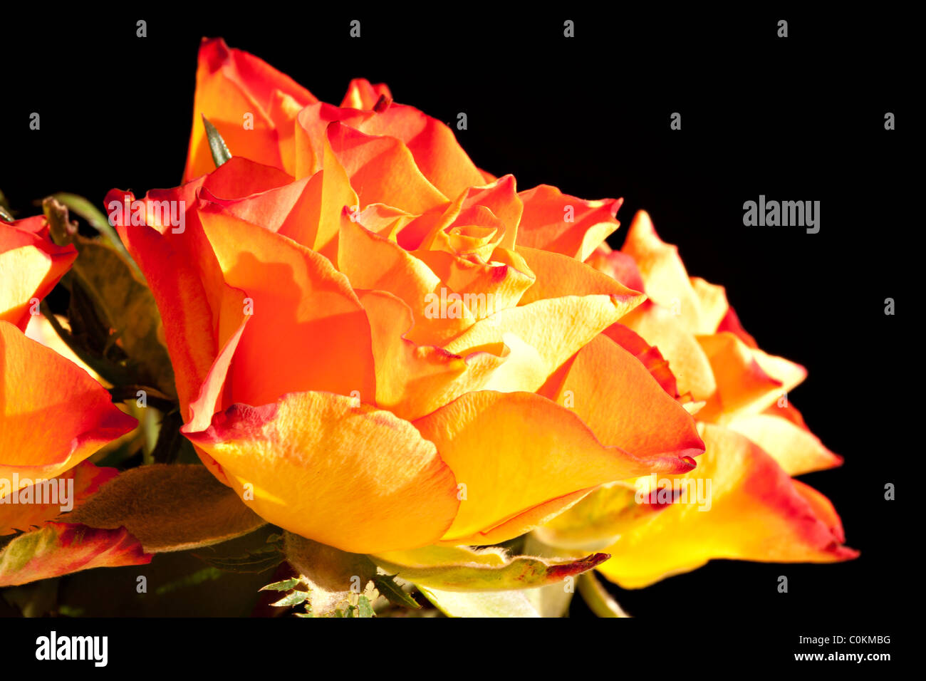 Orange roses on black background  Stock Photo
