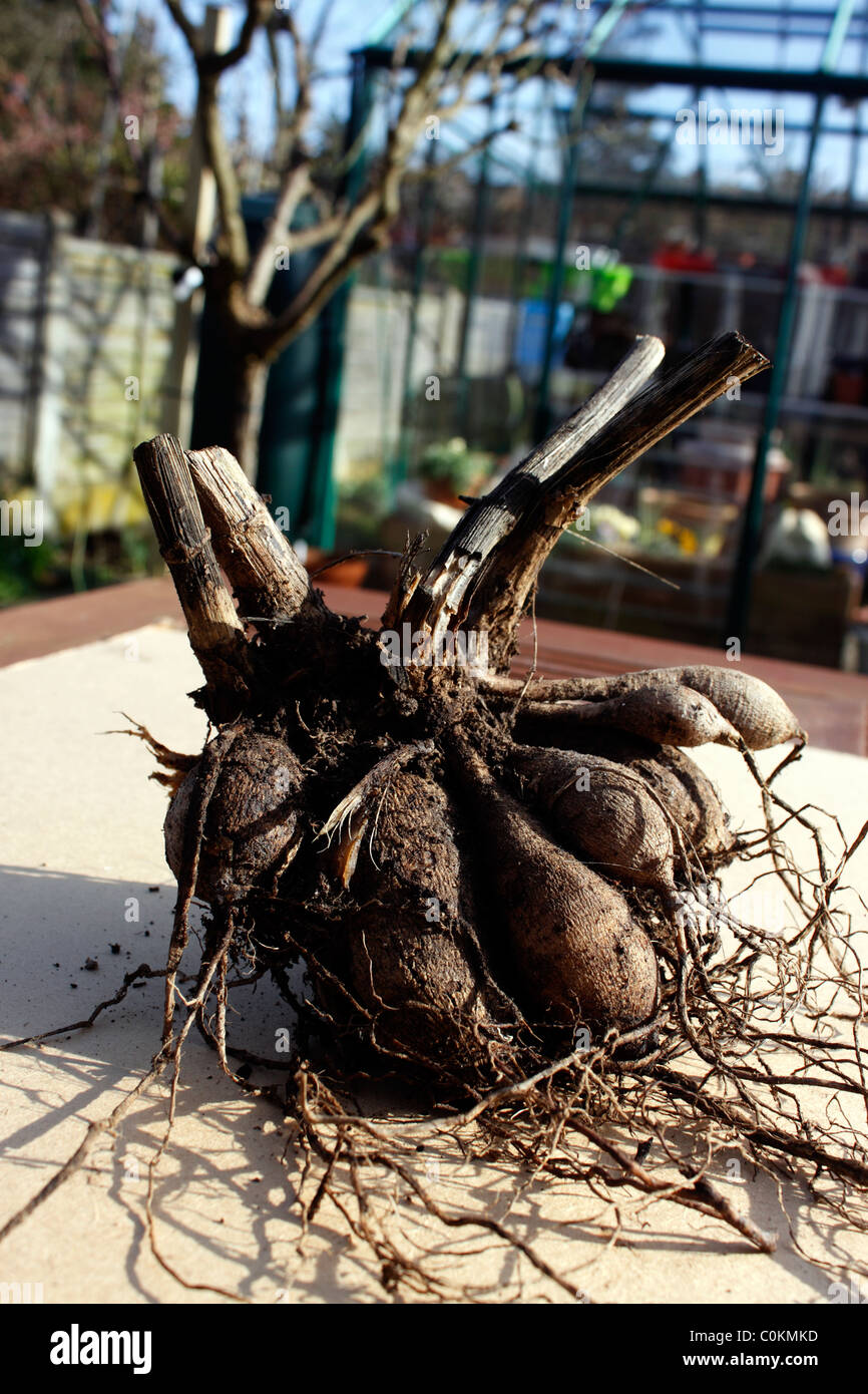DAHLIA TUBERS READY FOR DIVIDING OR PLANTING IN SPRING Stock Photo Alamy