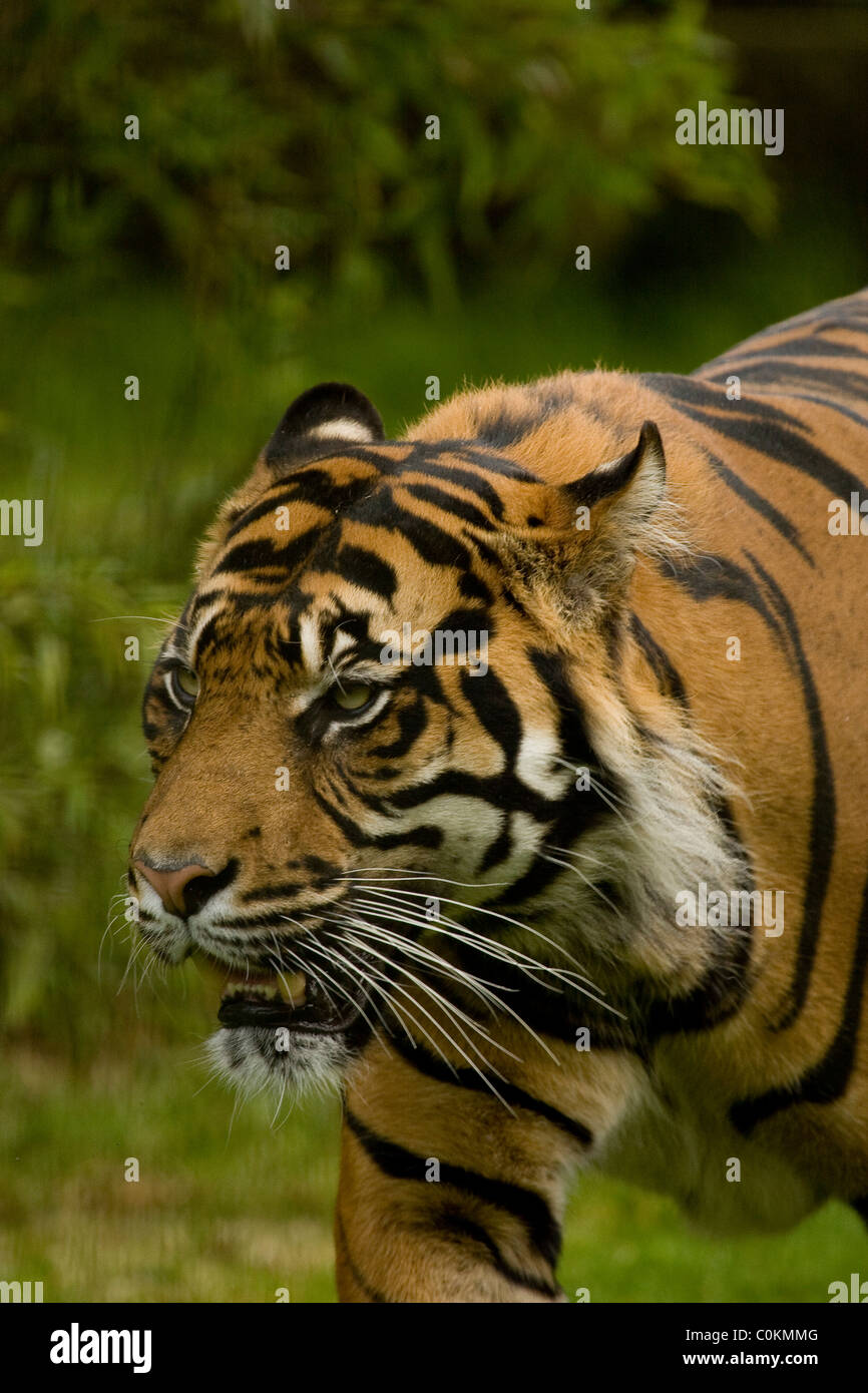 Tiger india teeth hi-res stock photography and images - Alamy