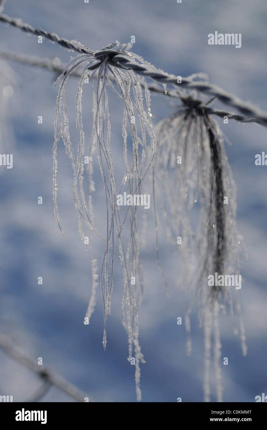 Frost covered barbed wire and horse hair Stock Photo