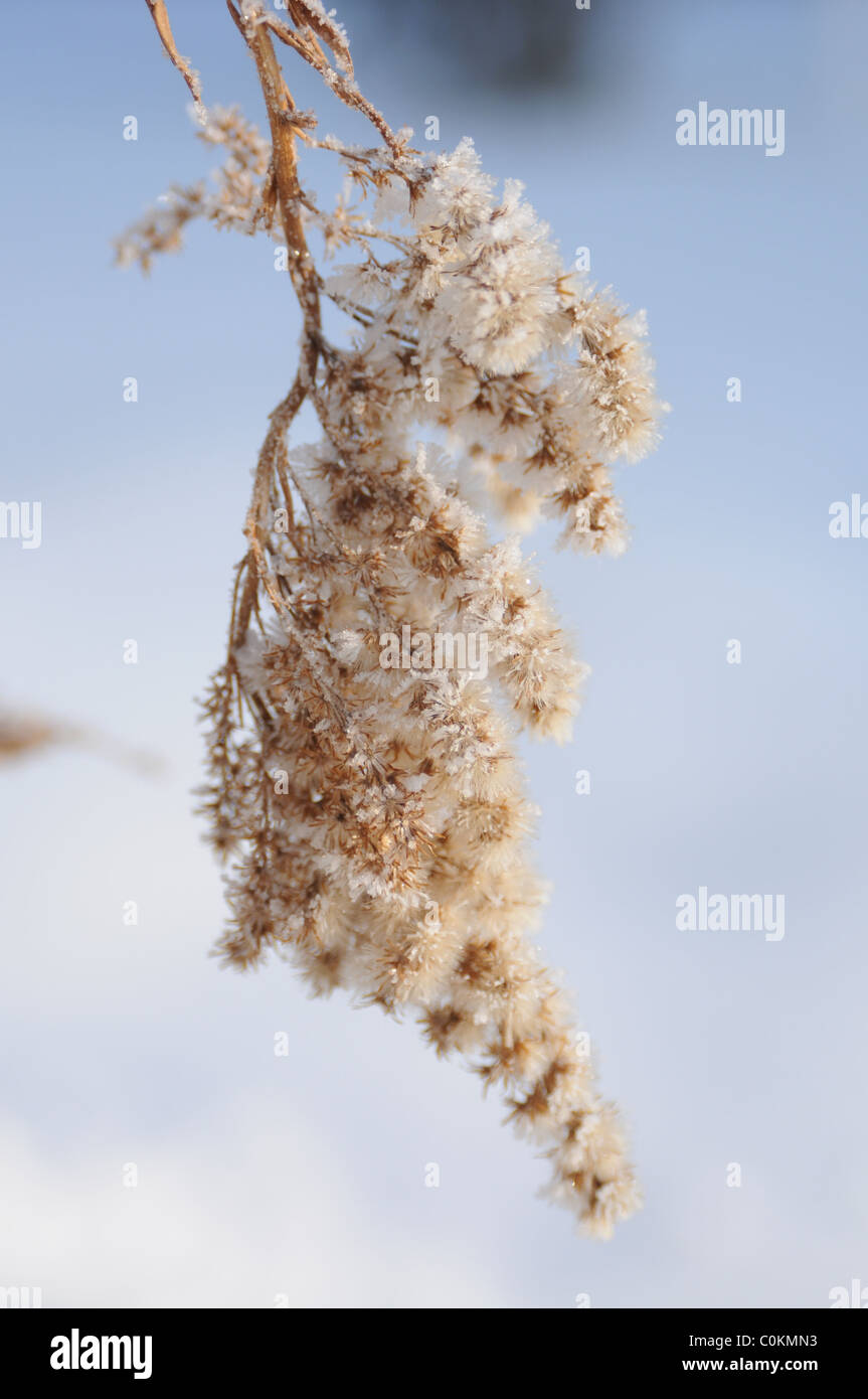 Plant covered in frost hi-res stock photography and images - Alamy