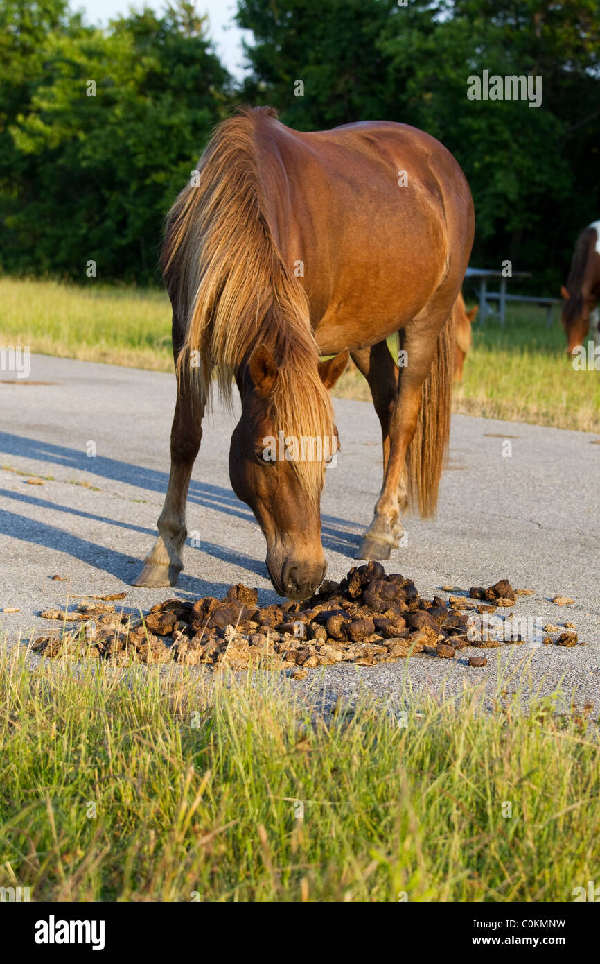 Assateague wild pony, (Equus caballus), sniffs dung scent pile, Assateague Island National Seashore, Assateague Island Stock Photo