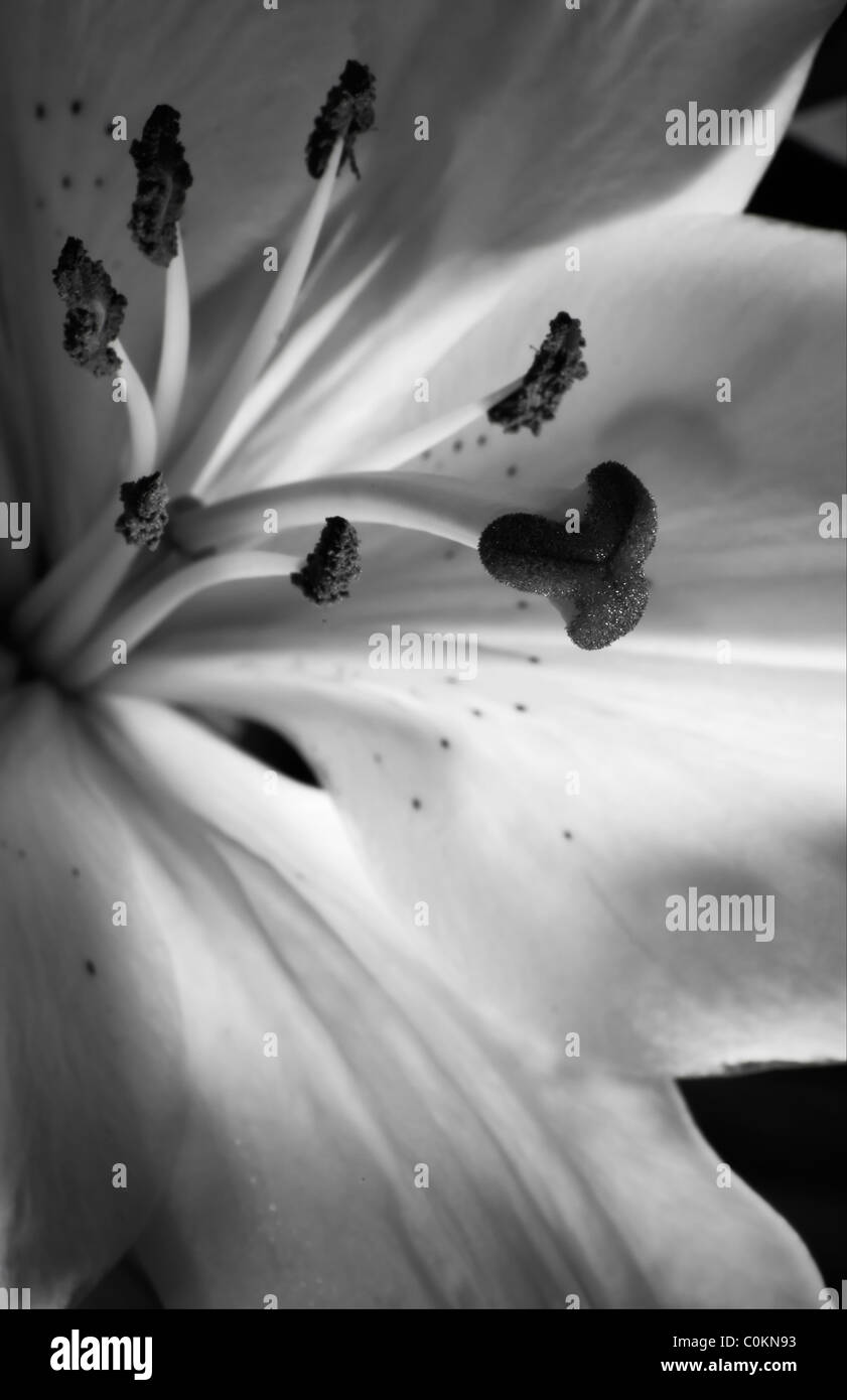Black and White Lily Flower Stock Photo - Alamy