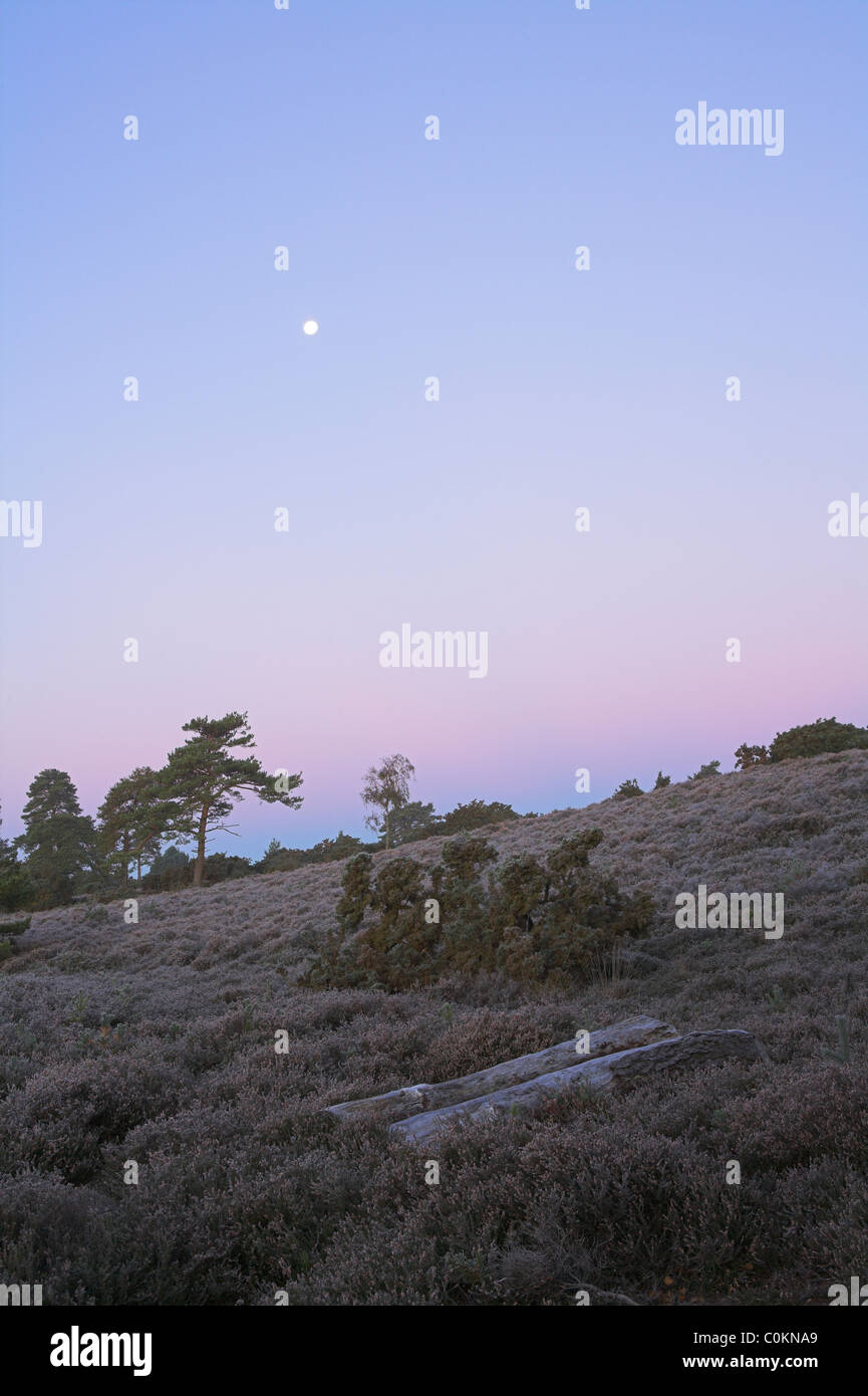 Arne nature reserve frost hi-res stock photography and images - Alamy