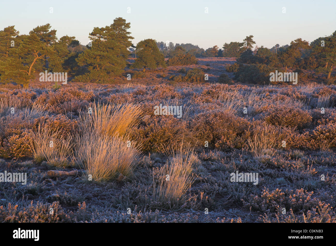 Arne Nature Reserve High Resolution Stock Photography and Images - Alamy