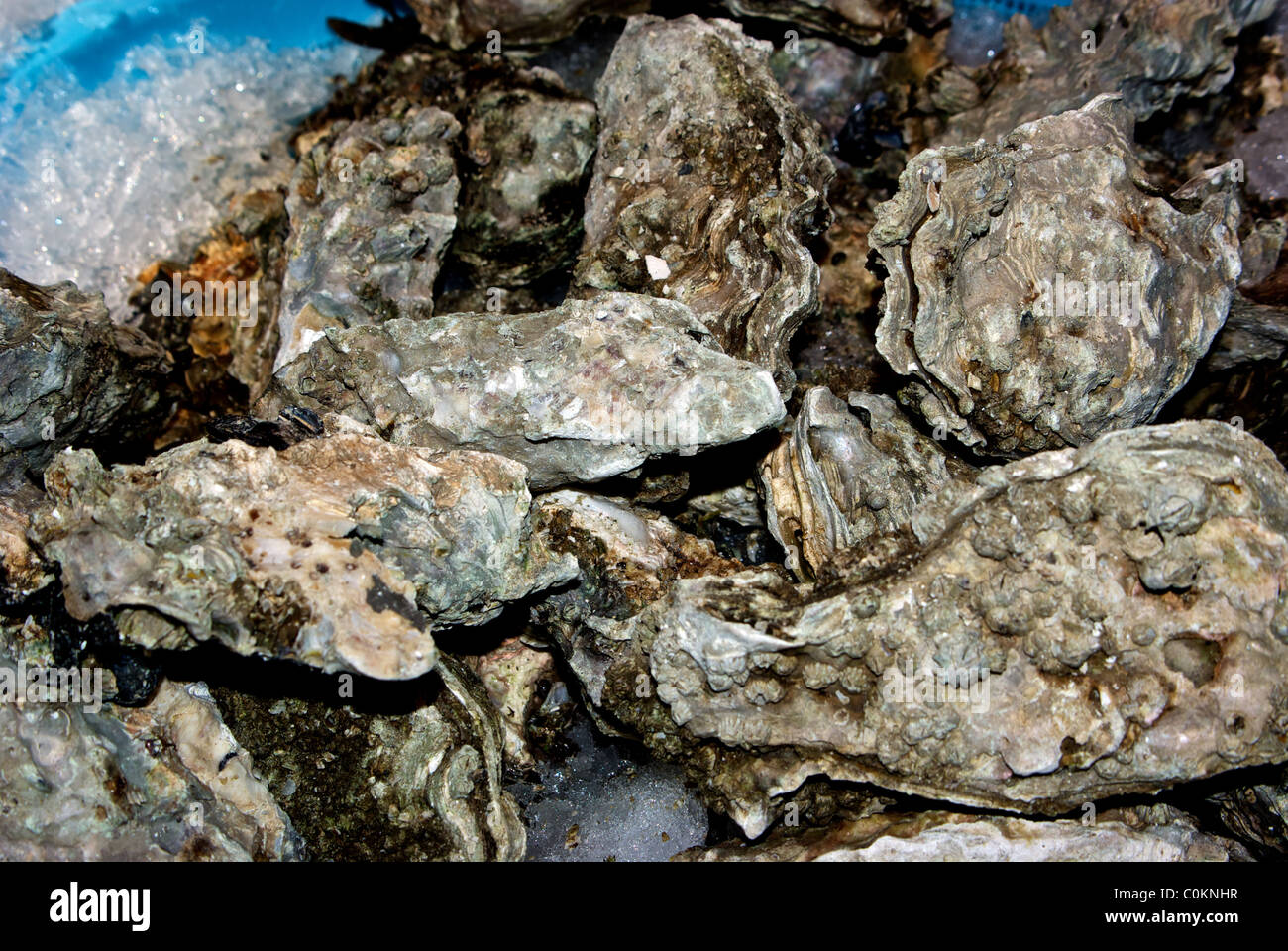 Live oysters in shell bed crushed ice Granville Island public market