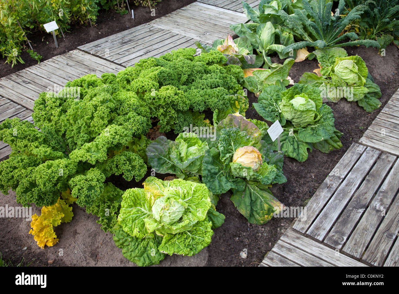 Specimens of different cabbage species growing at Oulu University Botanical Garden , Finland Stock Photo