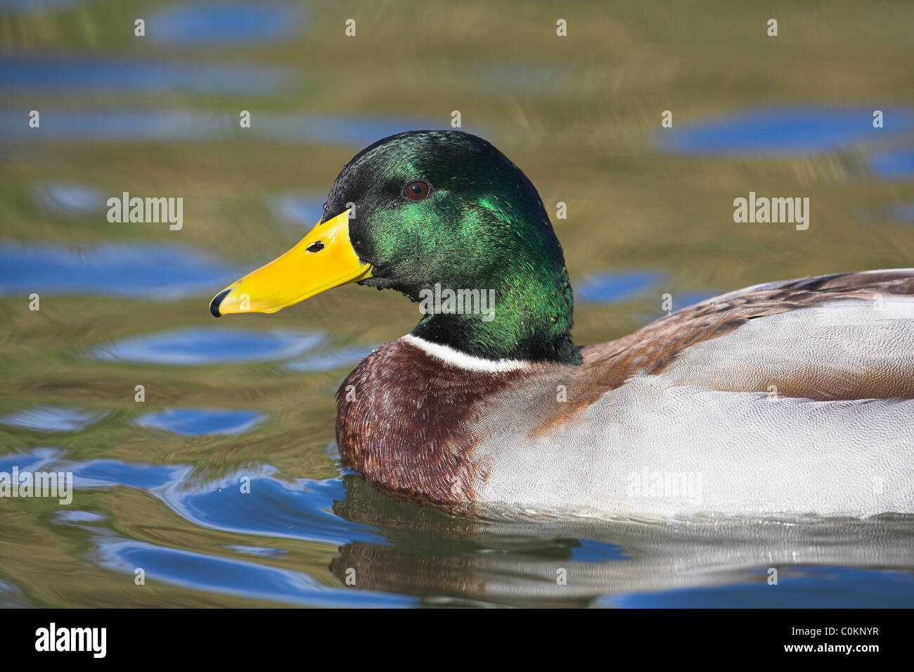 Mallard Anas platyrhynchus male drinking at Radipole Lake, Weymouth ...