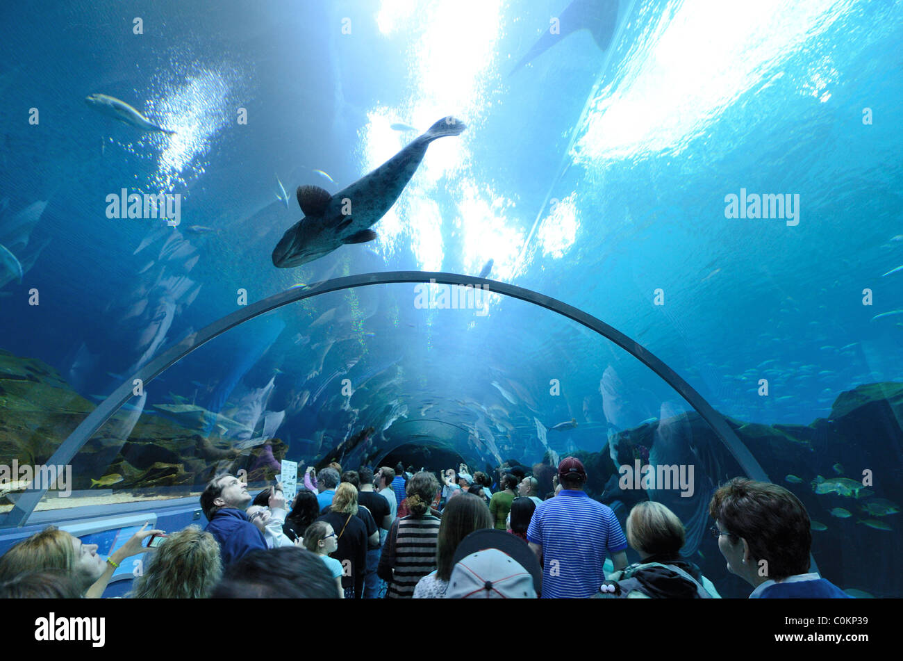The Georgia Aquarium, the world's largest aquarium, in Atlanta, Georgia ...
