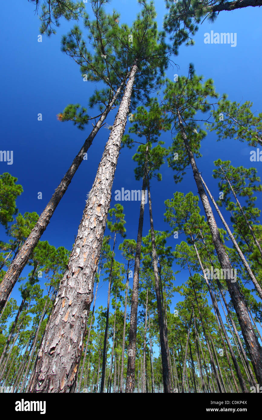 Pine Flatwoods - Florida Stock Photo
