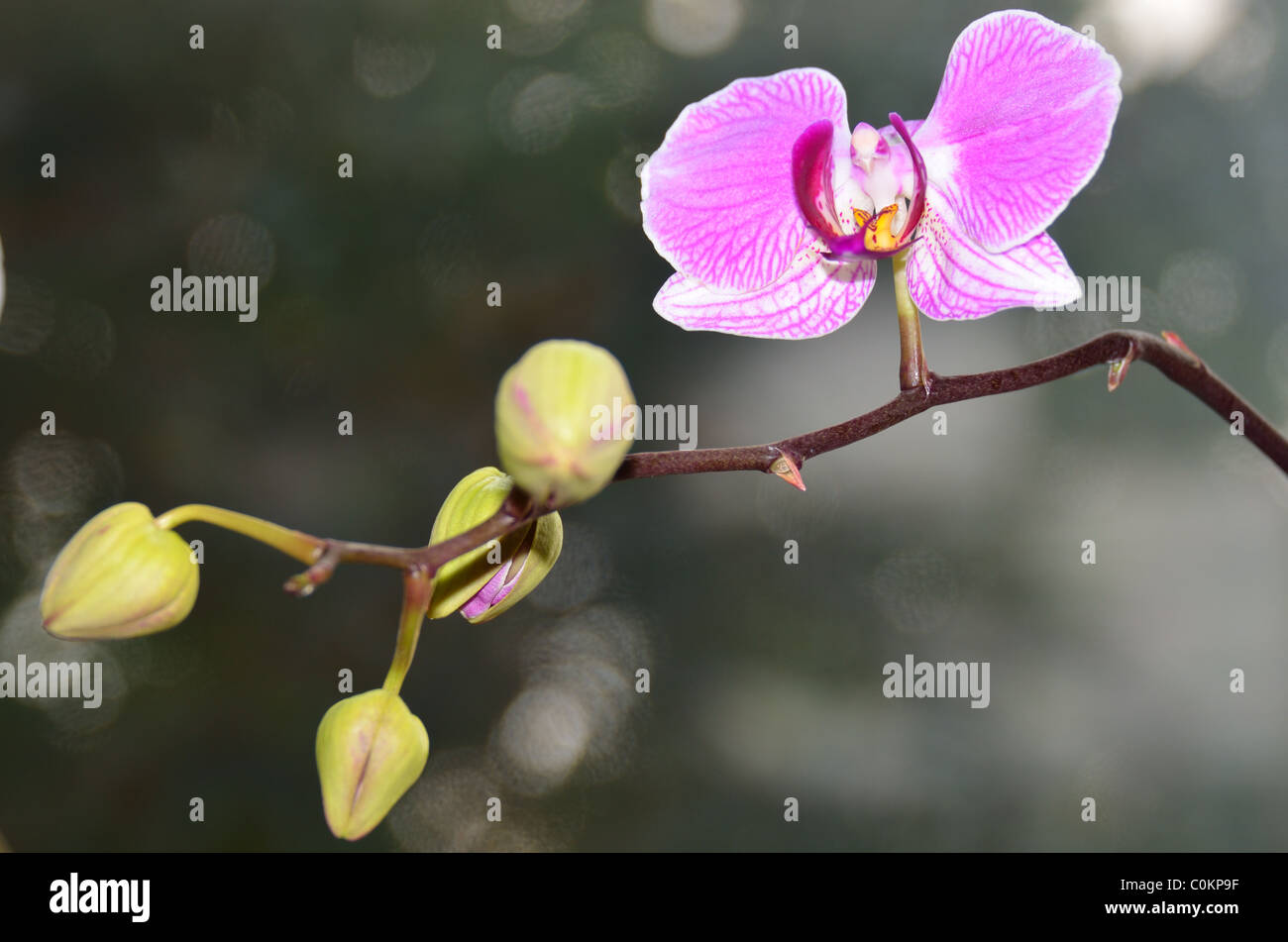 Orchid flower and buds Stock Photo