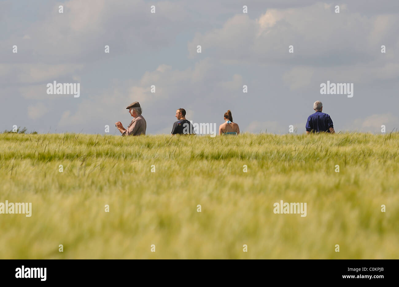 People looking for a crop circle in a field, Wiltshire, UK Stock Photo